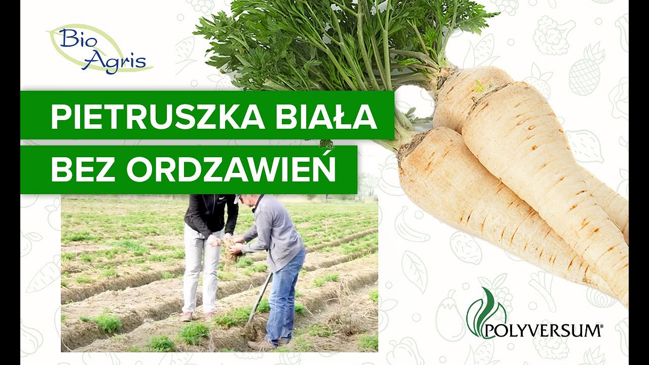 Jak skutecznie zapobiegać ordzawieniu pietruszki? Relacja plantatora.