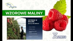 Jakość maliny z Xstress