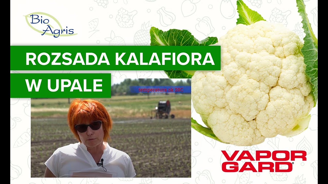 Dwie rozsady kalafiora na plantacji w upale