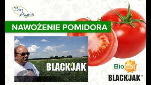 Pomidory ocena plantacji przez producenta po 6 tygodniach od wysadzenia.