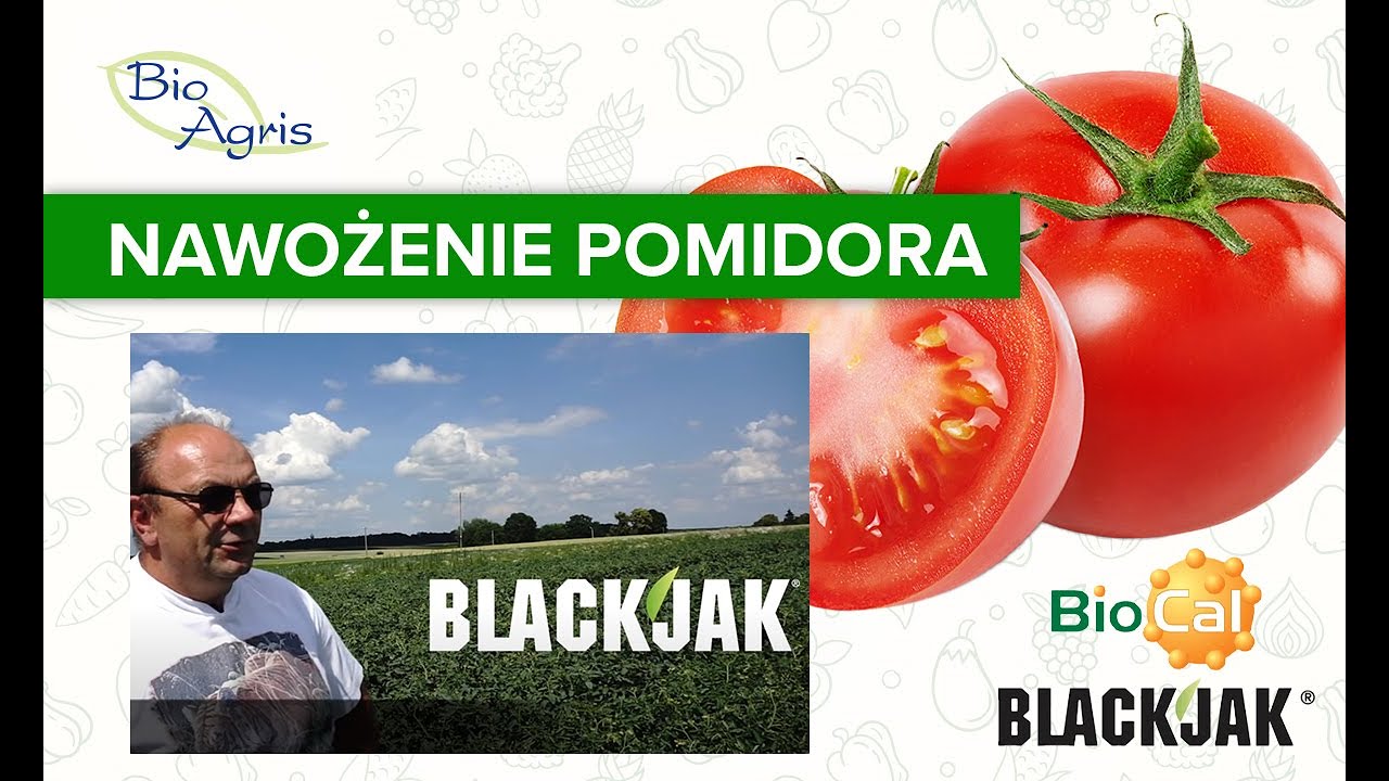 Pomidory ocena plantacji przez producenta po 6 tygodniach od wysadzenia.