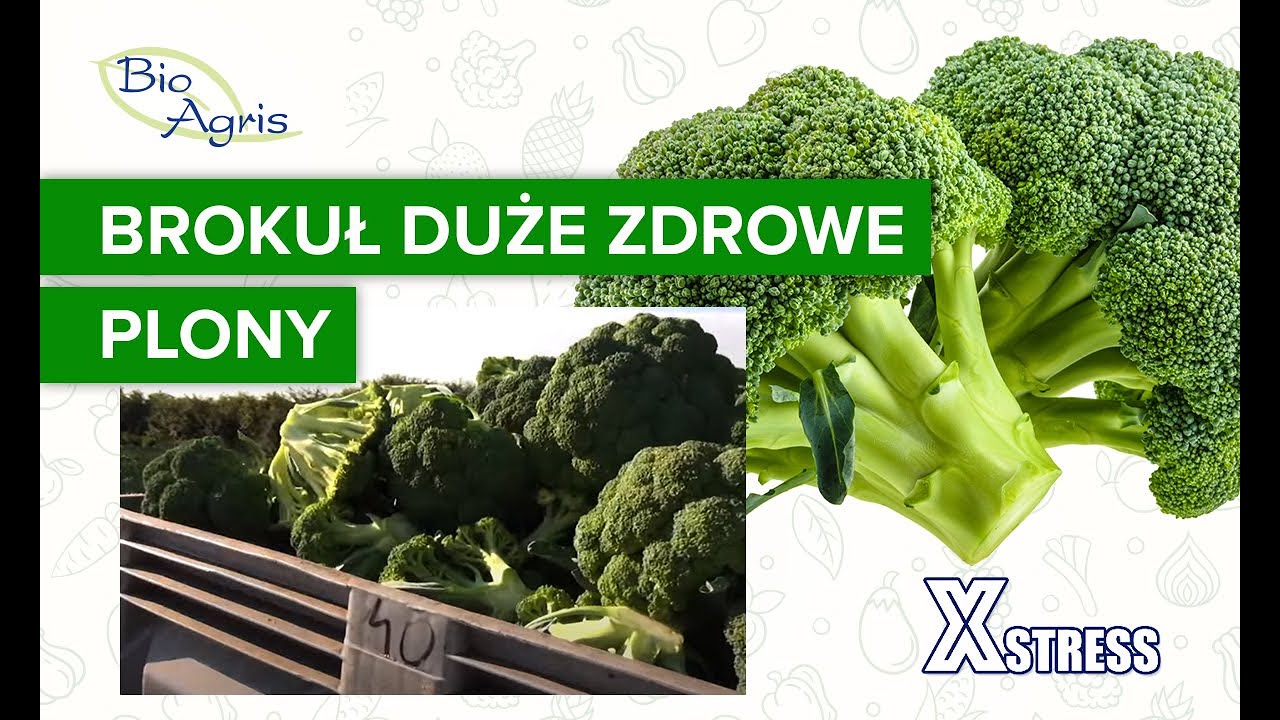 Brokuł odmiany NAXOX uprawa podczas wysokich temperatur