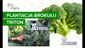 Brokuł przemysłowy efekty po zastosowaniu XSTRESS