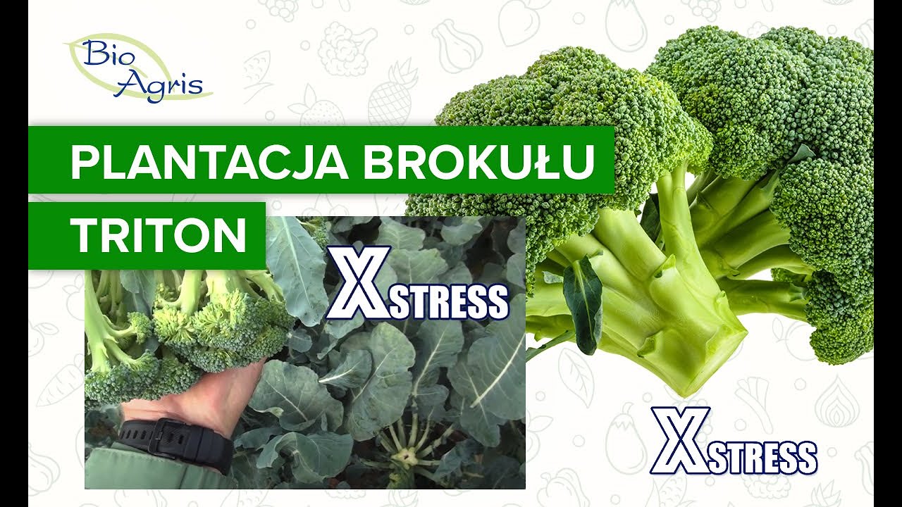 Brokuł przemysłowy efekty po zastosowaniu XSTRESS