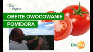 Uprawa pomidora gruntowego. Ocena plantacji