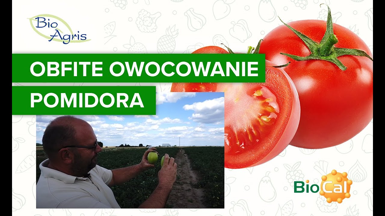 Uprawa pomidora gruntowego. Ocena plantacji