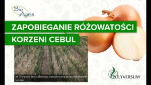 Jak skutecznie zapobiegać różowatości korzeni cebuli? Program ochrony.
