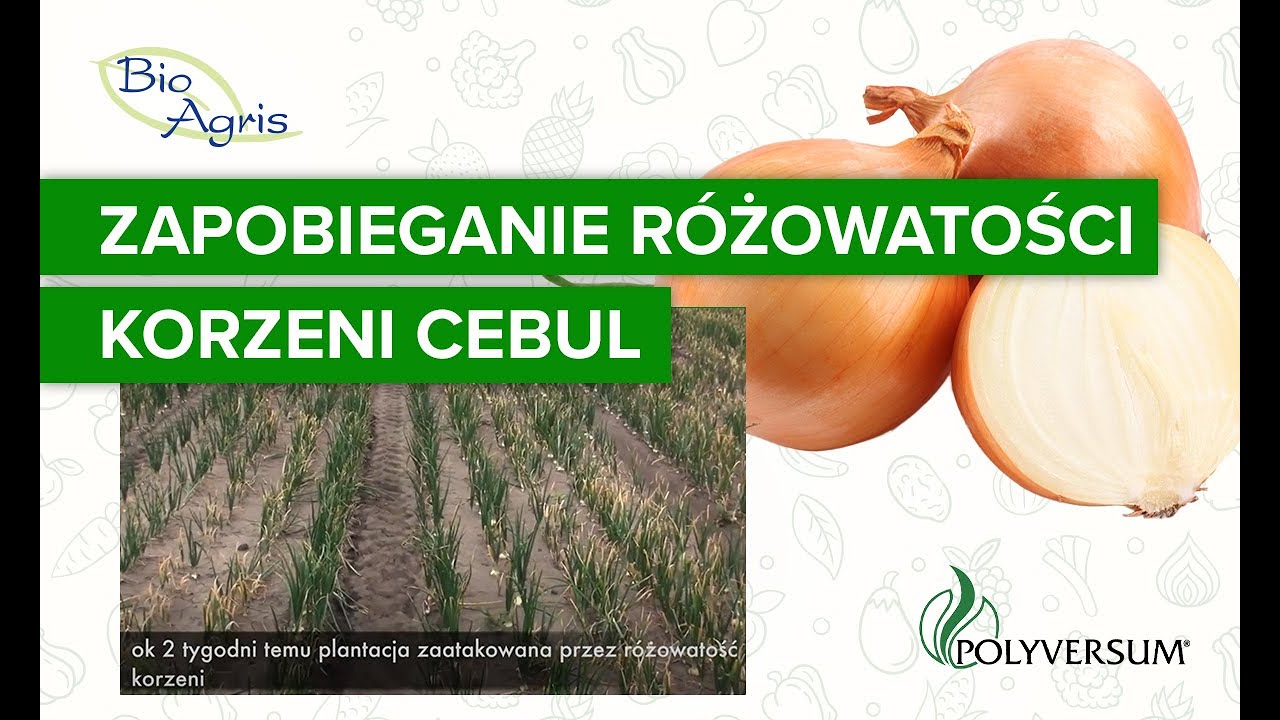 Jak skutecznie zapobiegać różowatości korzeni cebuli? Program ochrony.