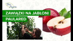 Wpływ NHCa DELTA na wzrost zawiązków w sezonie następczym – Paulared