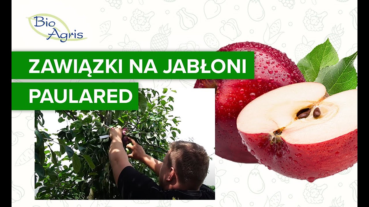 Wpływ NHCa DELTA na wzrost zawiązków w sezonie następczym – Paulared