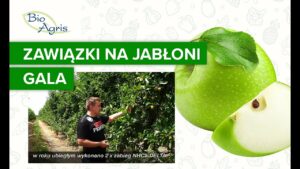 Wpływ NHCa DELTA na wzrost zawiązków w sezonie następczym – Gala