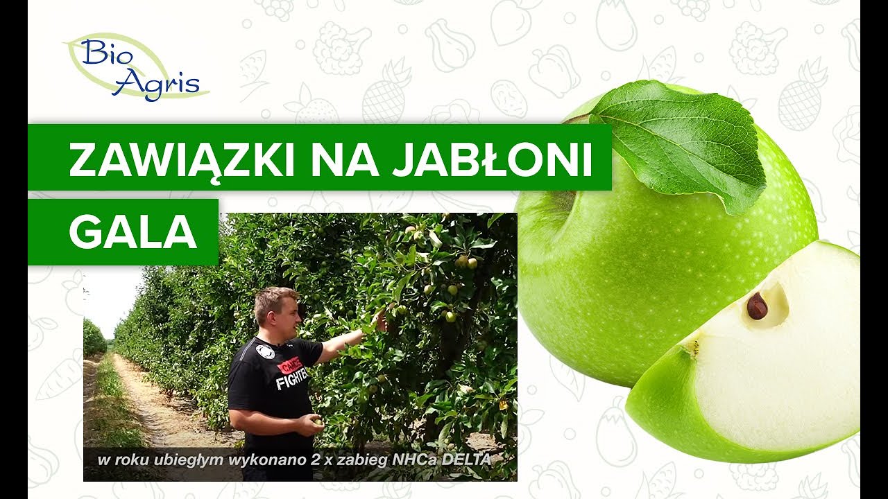 Wpływ NHCa DELTA na wzrost zawiązków w sezonie następczym – Gala