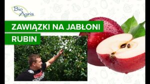 Wpływ NHCa DELTA na wzrost zawiązków w sezonie następczym – Rubin