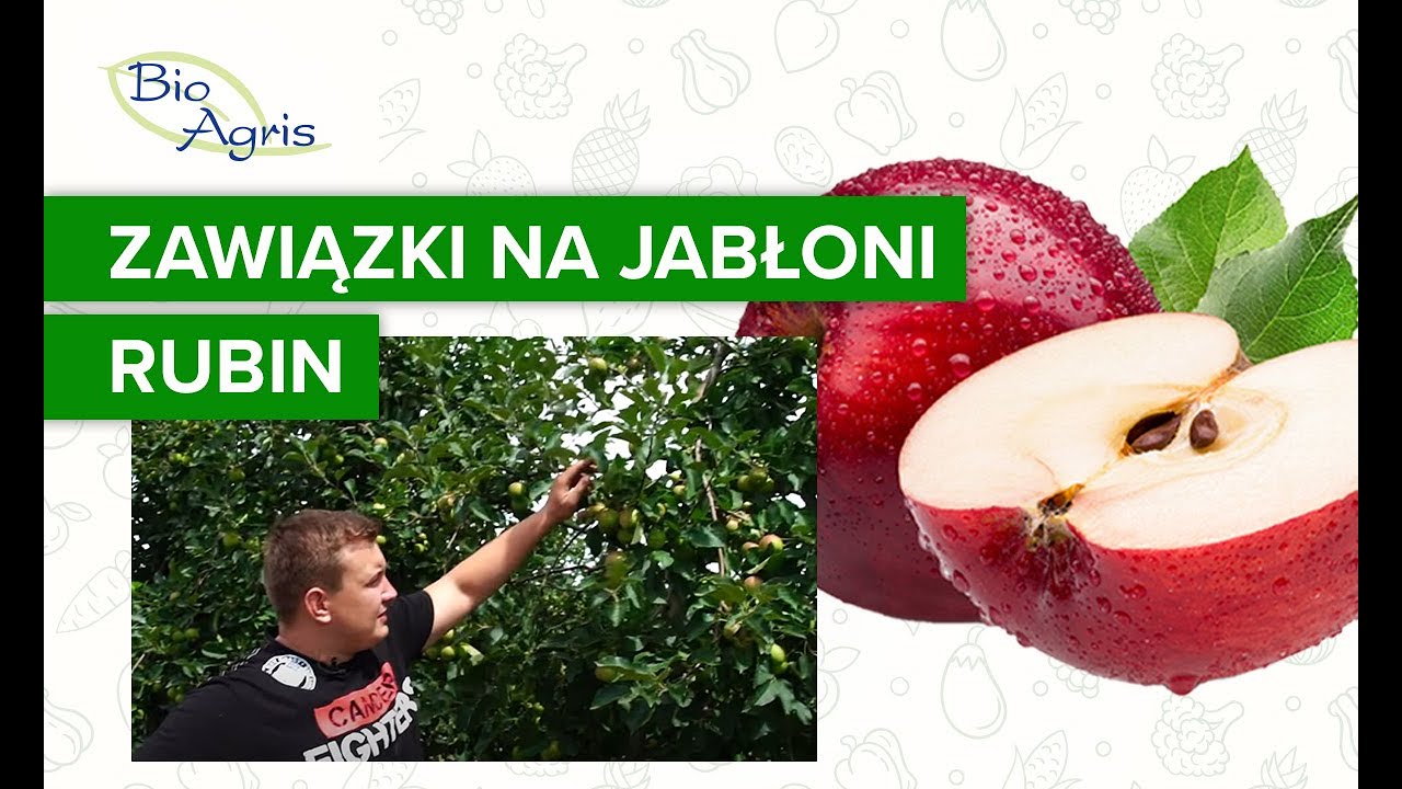 Wpływ NHCa DELTA na wzrost zawiązków w sezonie następczym – Rubin