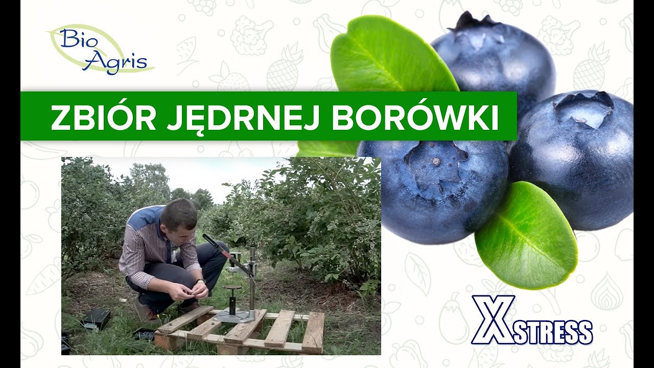 Borówka jakość – xstress