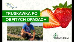 Truskawka powtarzająca po 10 dniach deszczu. Rekomendacja plantatora.