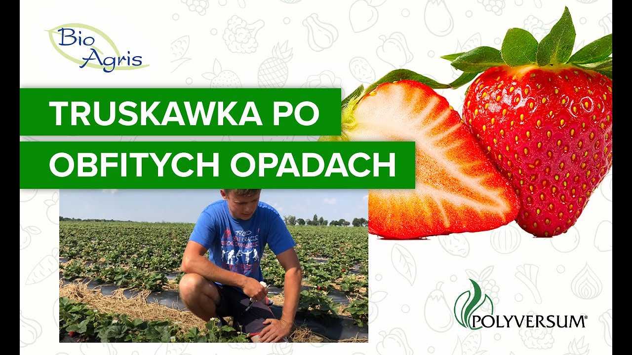 Truskawka powtarzająca po 10 dniach deszczu. Rekomendacja plantatora.