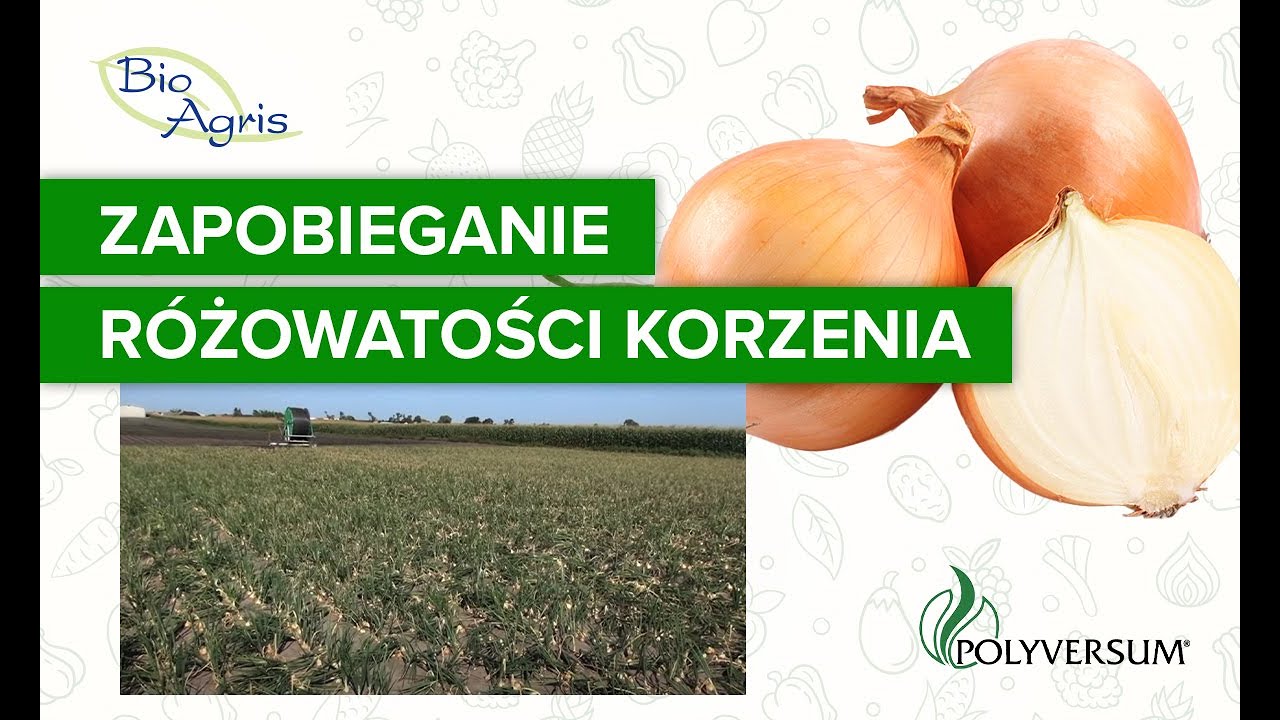 Jak zapobiegać różowatości korzeni cebuli Uprawa cebuli na plantacji.