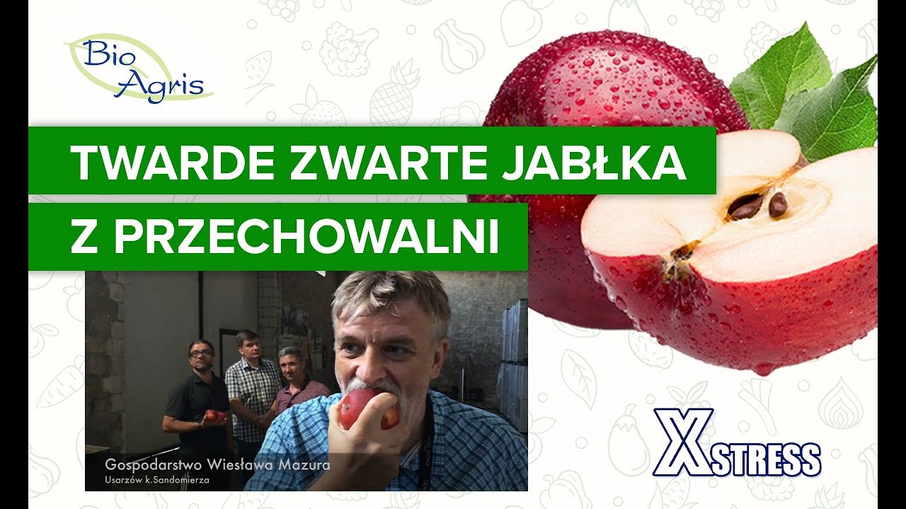 Jabłko Prince i Szampion z przechowalni