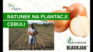 Reanimacja uprawy cebuli z zabiegami Polyversum i BlackJak