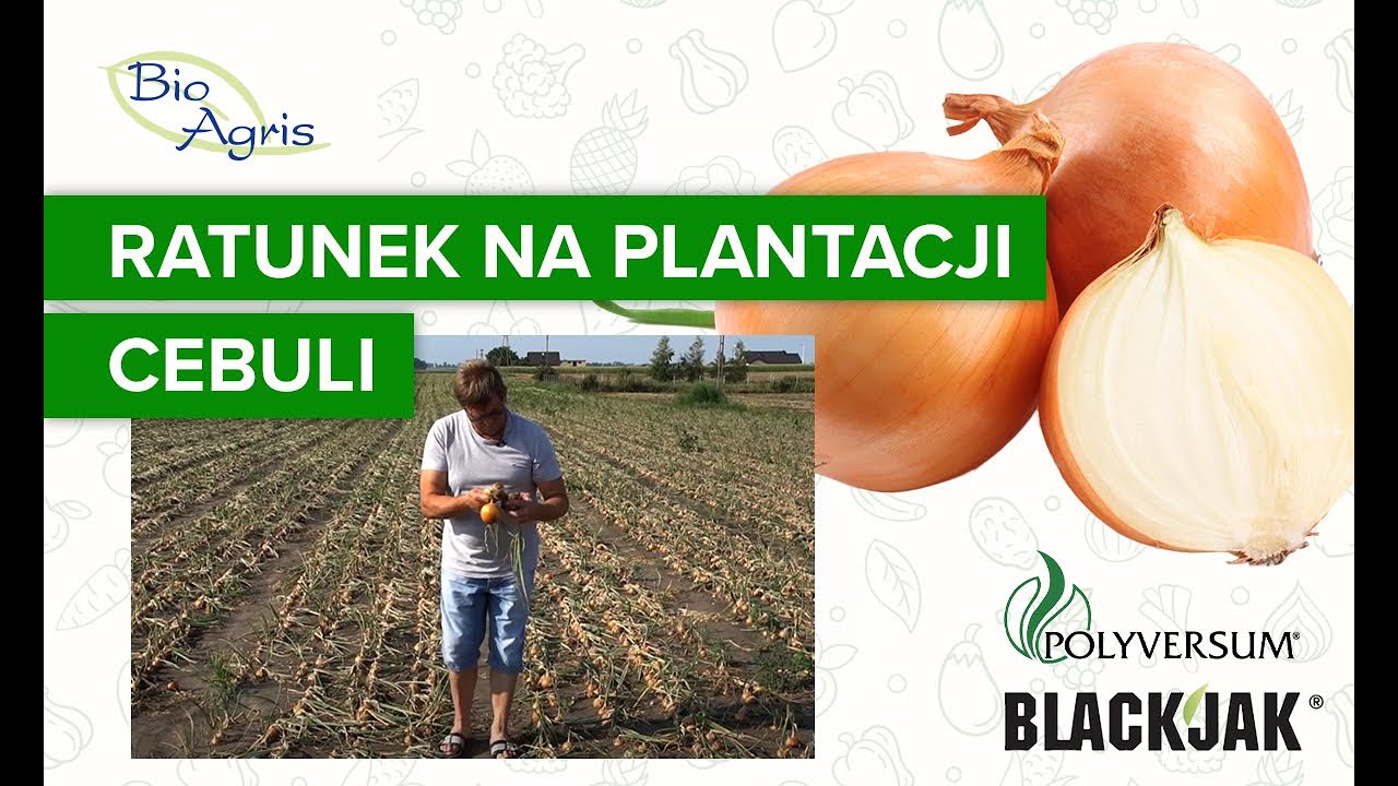 Reanimacja uprawy cebuli z zabiegami Polyversum i BlackJak