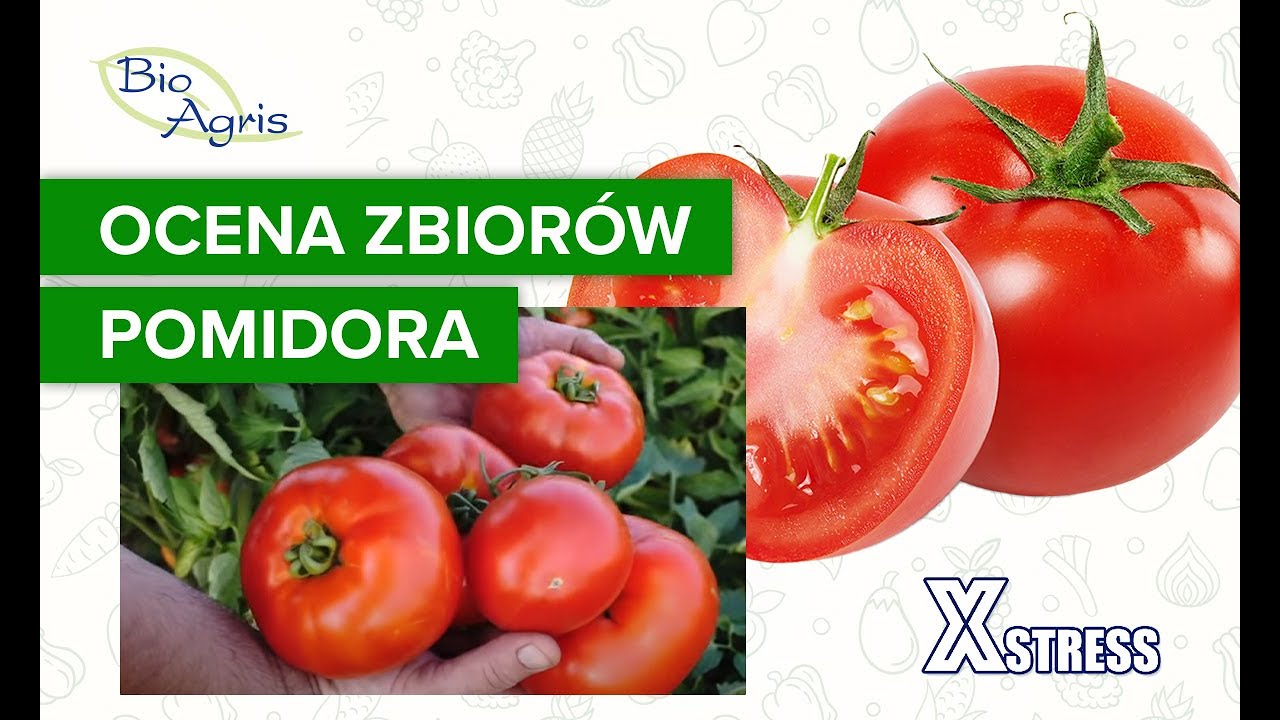 Zbiory pomidora. Ocena producenta.