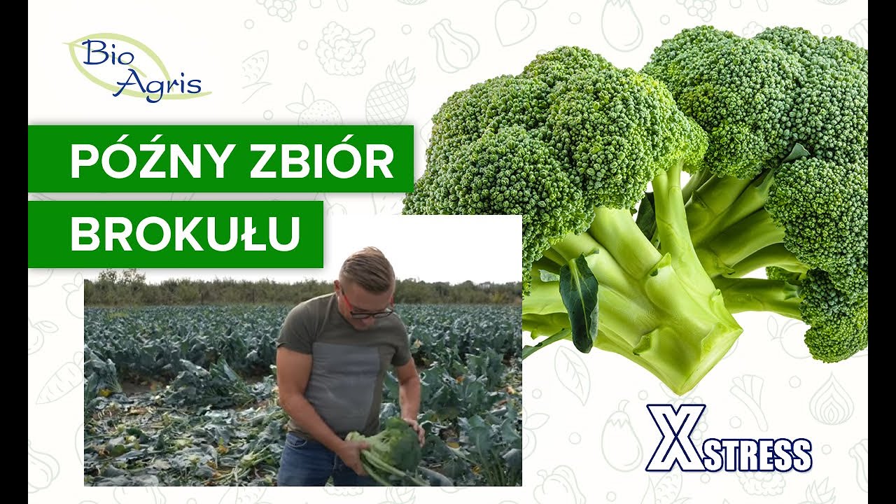 Brokuł naxos opóźnione zbiory
