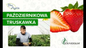 Zbiory truskawki powtarzającej w październiku