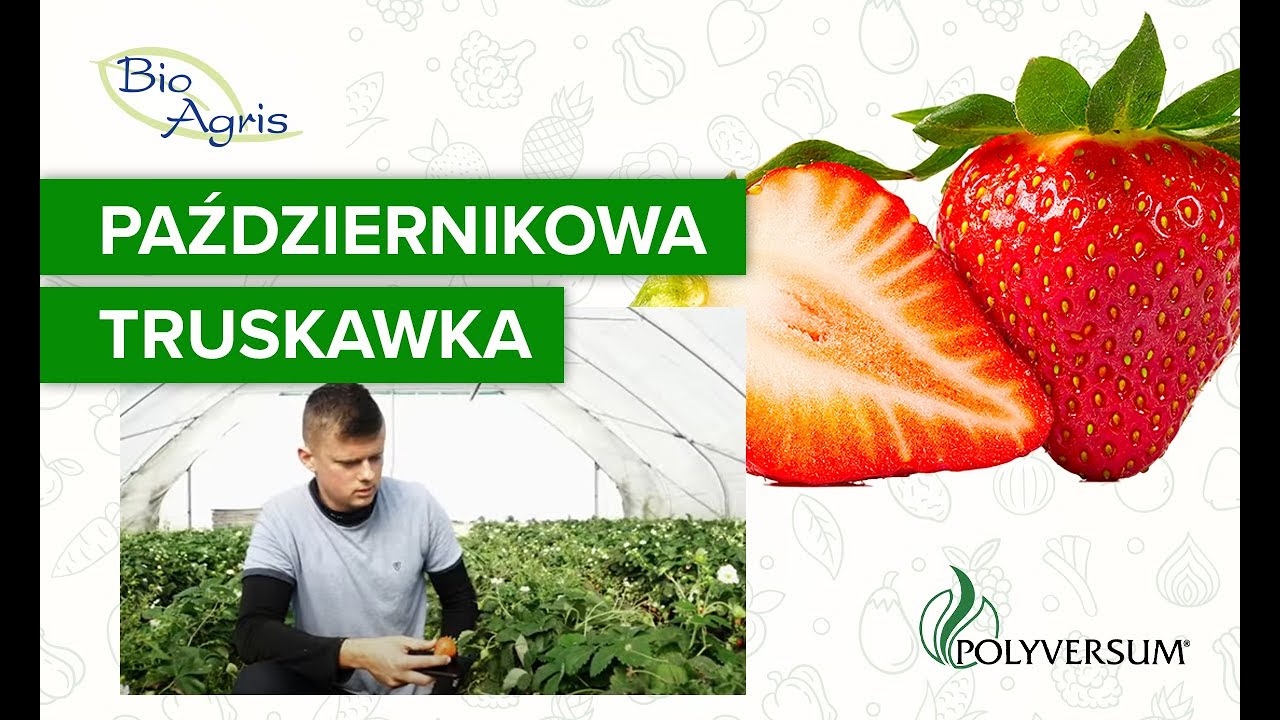 Zbiory truskawki powtarzającej w październiku
