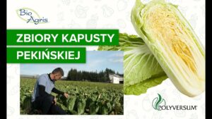 Kapusta pekińska bez pozostałości. Rekomendacja rolnika i program upraw.