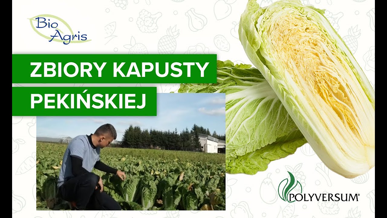 Kapusta pekińska bez pozostałości. Rekomendacja rolnika i program upraw.