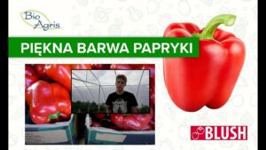 Jak porawić wybarwienie papryki