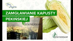 Zamgławianie kapusty pekińskiej przy użyciu Polyversum