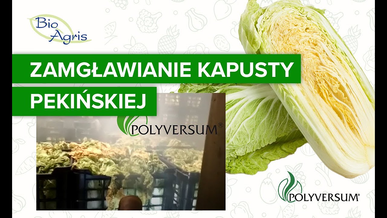 Zamgławianie kapusty pekińskiej przy użyciu Polyversum