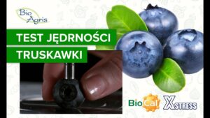 Zadbaj o jędrność w uprawie borówki