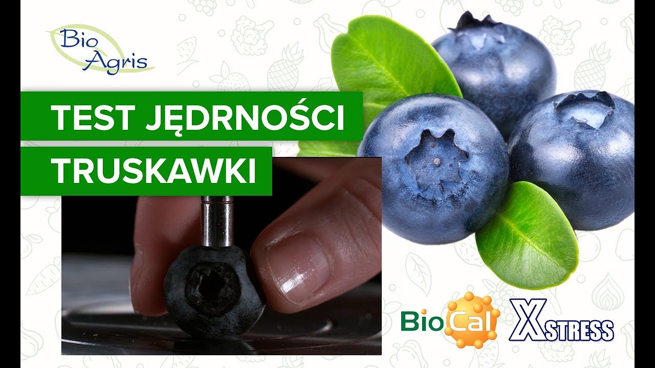 Zadbaj o jędrność w uprawie borówki