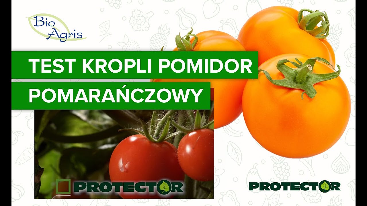Zachowanie się kropli na pomidorze pomarańczowym. Test adiuwanta.