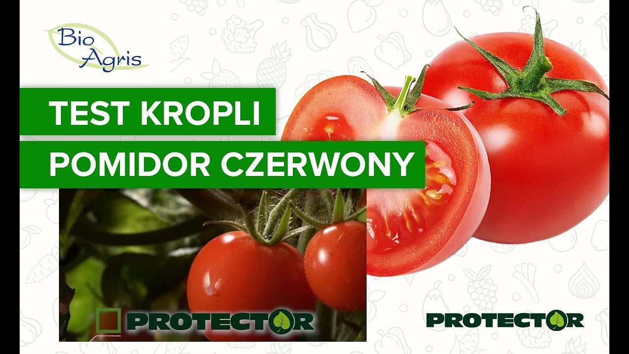 Zachowanie się kropli na pomidorze czerwonym w zależności od zastosowanego adiuwenta.