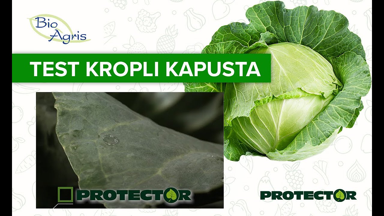 Zachowanie się kropli na powierzchni rośliny w zależności od zastosowanwgo adiuwanta.