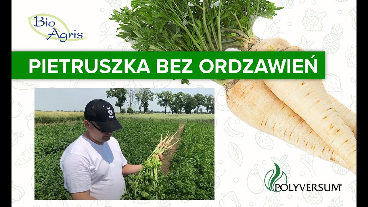 Ograniczanie ordzawienia pietruszki białej