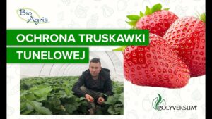Ochrona truskawki tunelowej z Polyversum
