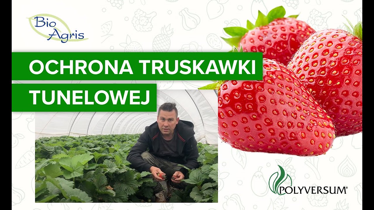 Ochrona truskawki tunelowej z Polyversum
