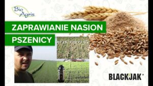Zaprawianie nasion pszenicy. Rekomendacja rolnika dla zaprawny nasiennej.