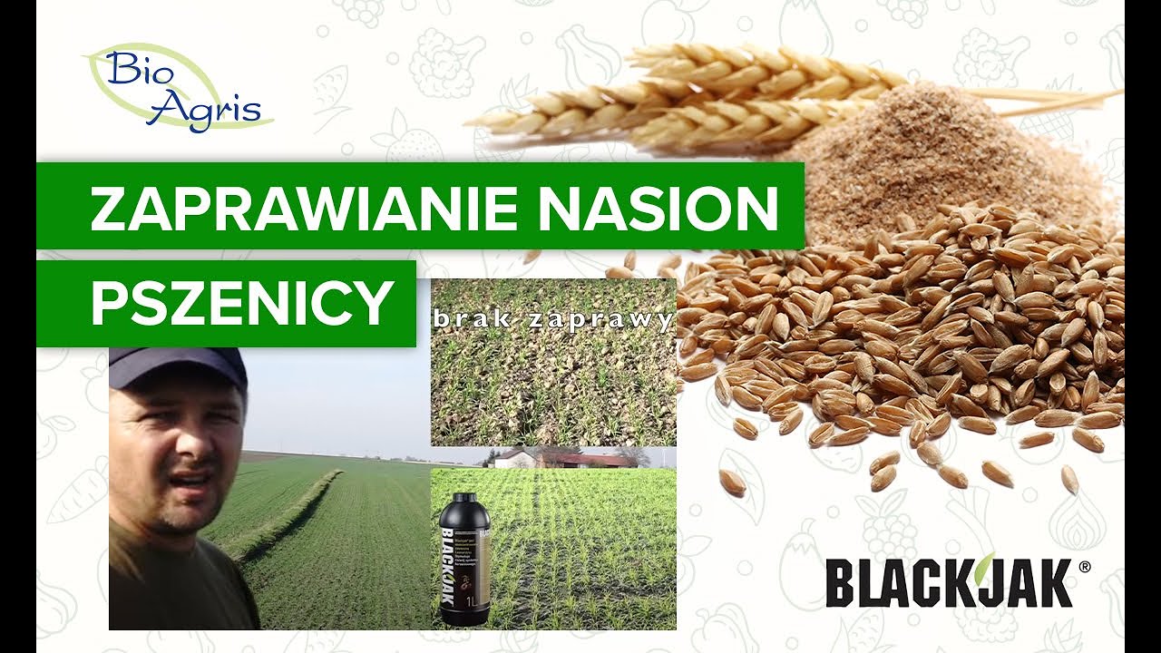 Zaprawianie nasion pszenicy. Rekomendacja rolnika dla zaprawny nasiennej.