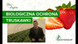Uprawa truskawek z wykorzystaniem Polyversum