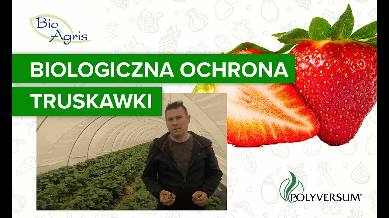 Uprawa truskawek z wykorzystaniem Polyversum