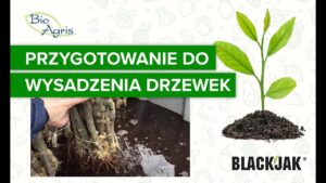 Praktyka przygotowania do wysadzania drzewek z BlackJak