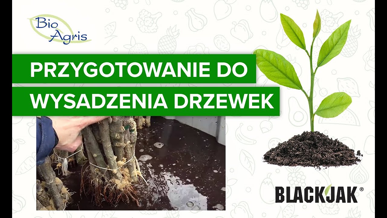 Praktyka przygotowania do wysadzania drzewek z BlackJak