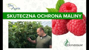 Plantacja maliny deserowej. Ocena plantacji po zastosowaniu Polyversum.