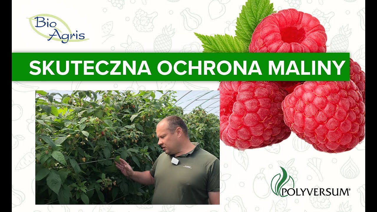 Plantacja maliny deserowej. Ocena plantacji po zastosowaniu Polyversum.